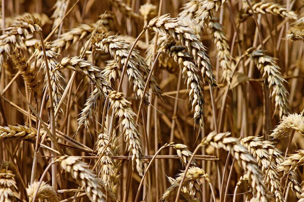 wheat-2