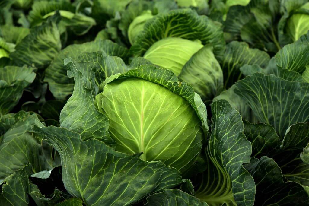 cabbage-1